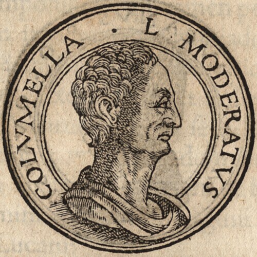 Portrait: Columella